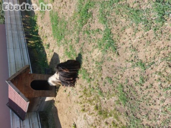 Ingyen elvihető pulikutyák