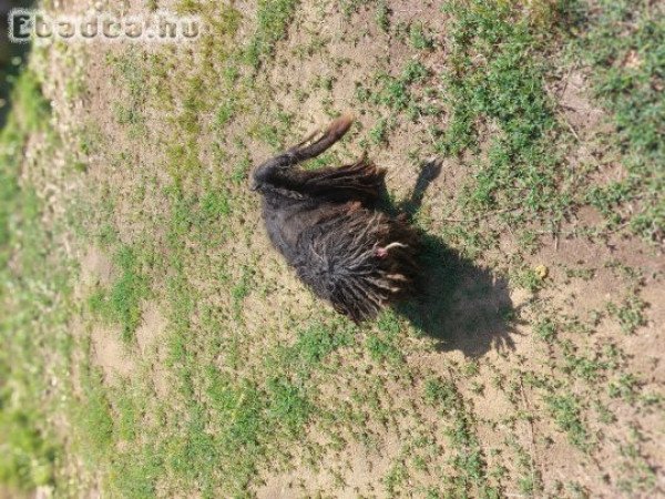 Ingyen elvihető pulikutyák