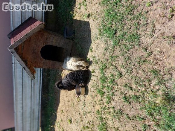 Ingyen elvihető pulikutyák