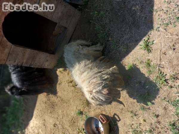 Ingyen elvihető pulikutyák