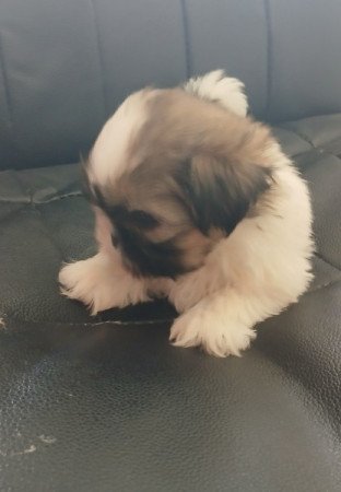 Shih-tzu