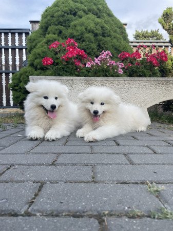 Eladó samoyed kölyök kutyák