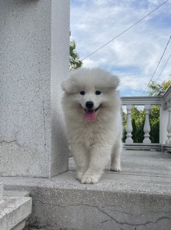 Eladó samoyed kölyök kutyák