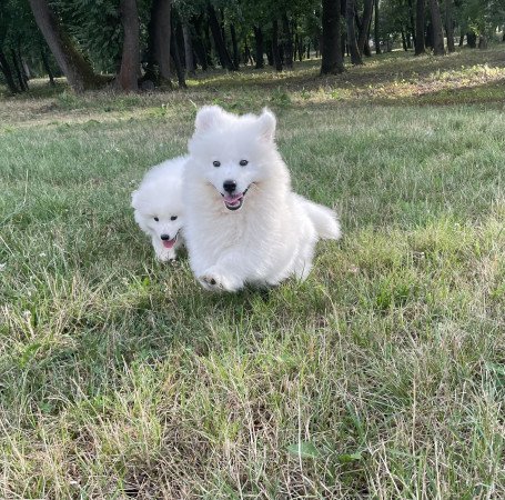 Eladó samoyed kölyök kutyák