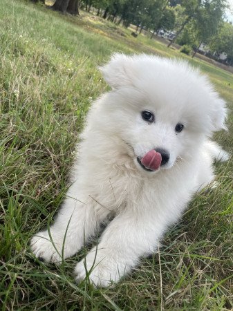 Eladó samoyed kölyök kutyák