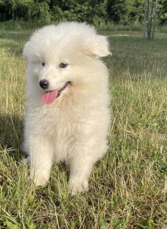 Eladó samoyed kölyök kutyák
