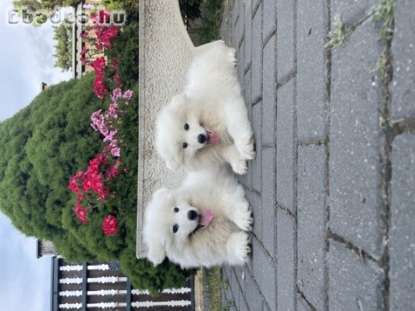 Eladadó szamojéd kölyök kutyák