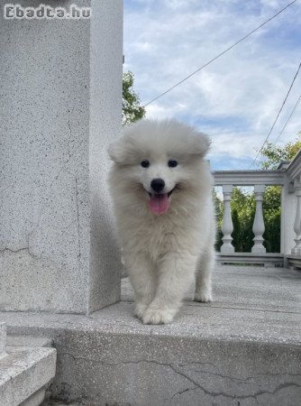 Eladadó szamojéd kölyök kutyák