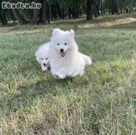 Eladadó szamojéd kölyök kutyák