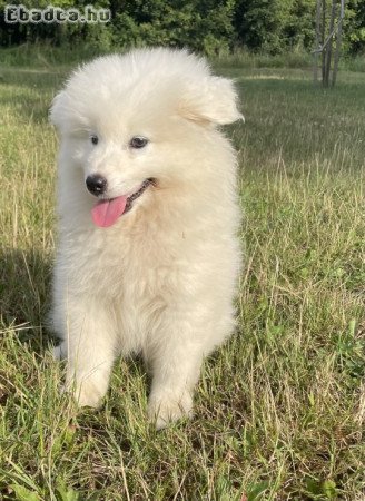 Eladadó szamojéd kölyök kutyák