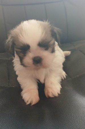 Shih-tzu