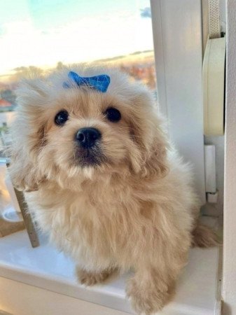 Maltipoo uszkar es maltai