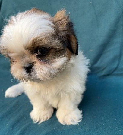 Shih-tzu