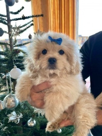 Maltipoo uszkar es maltai