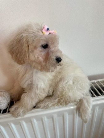 Maltipoo uszkar torpe es maltai selyem