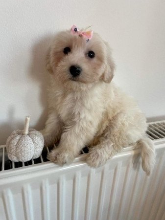 Maltipoo uszkar torpe es maltai selyem