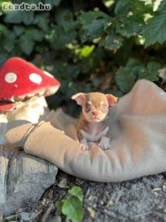 Eladó gyönyörű csivava kiskutyák