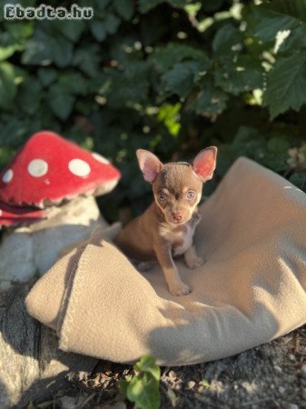 Eladó gyönyörű csivava kiskutyák