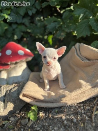 Eladó gyönyörű csivava kiskutyák