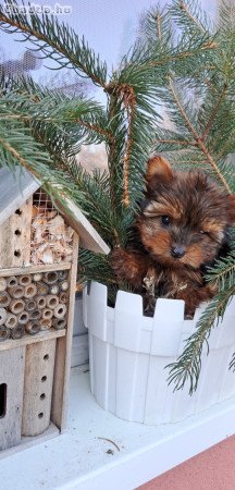 Eladó Yorkshire Terrier kislány