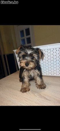 Yorkshire Terrier