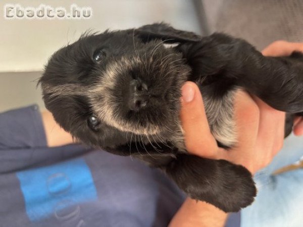 Angol cocker spániel