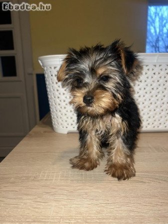 Yorkshire Terrier