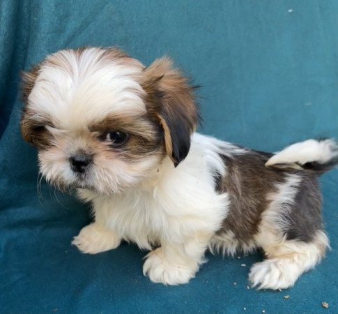 Shih-tzu