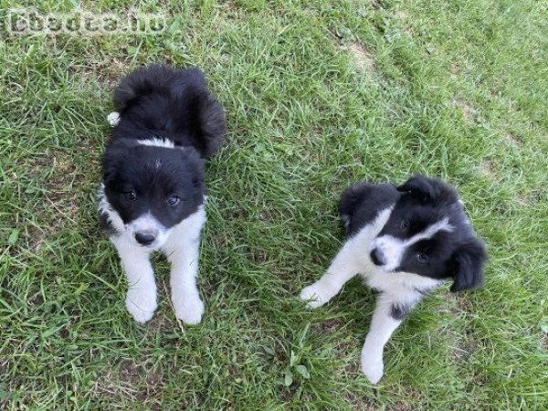 Border Collie Kiskutyák