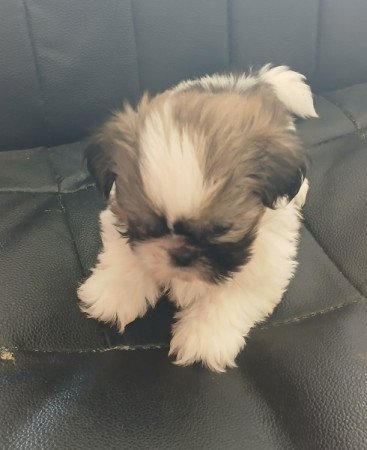 Shih-tzu