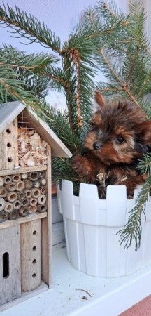 Yorkshire Terrier