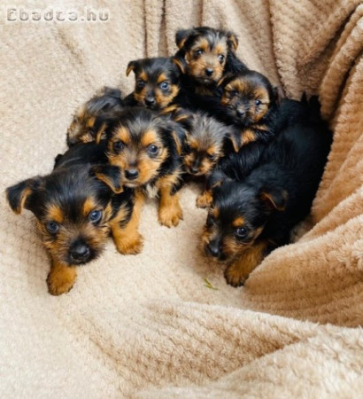 Yorkshire terrier kölykök