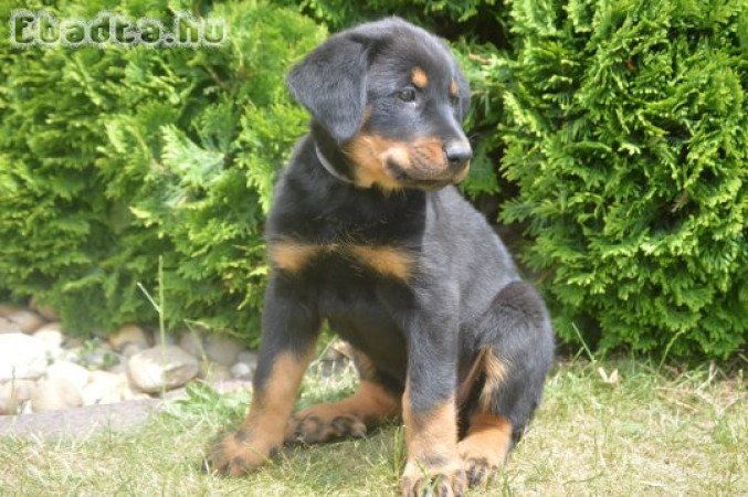 Beauceron kölyök (Berger de Beauce)