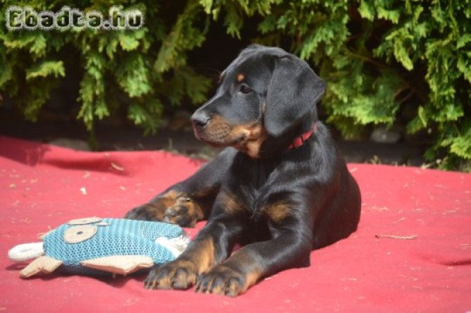 Beauceron kölyök (Berger de Beauce)