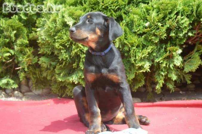 Beauceron kölyök (Berger de Beauce)