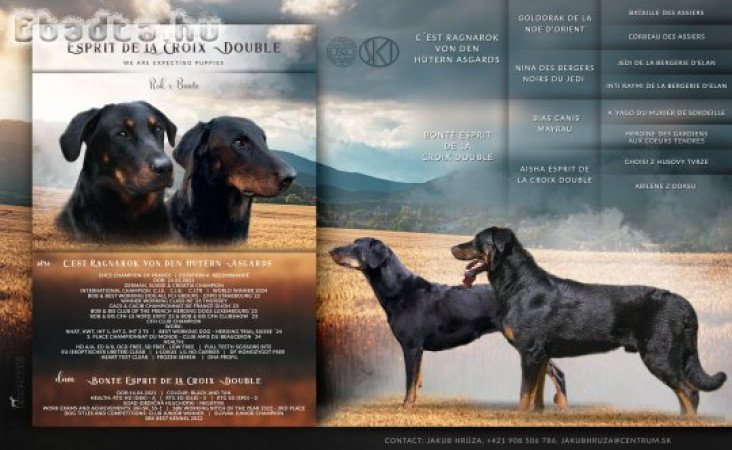 Beauceron kölyök (Berger de Beauce)