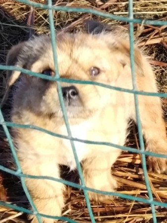 Bichon havanese keverék