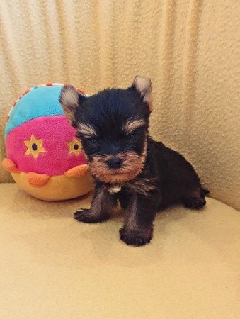 yorkshire terrier