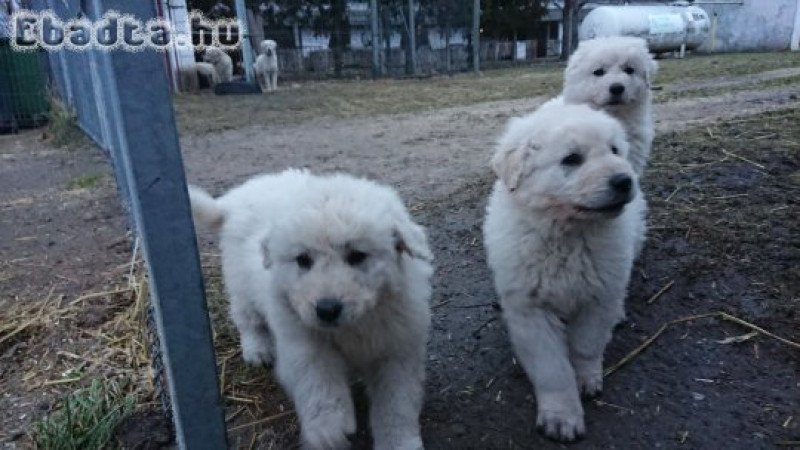 kuvasz kölykök