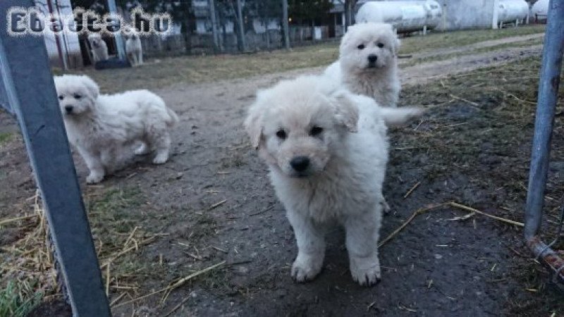 kuvasz kölykök