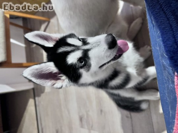 Gyönyörű husky kutya