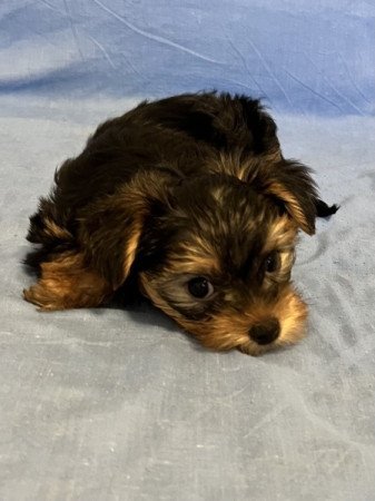 Yorkshire terrier, yorki