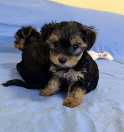 Yorkshire terrier, yorki