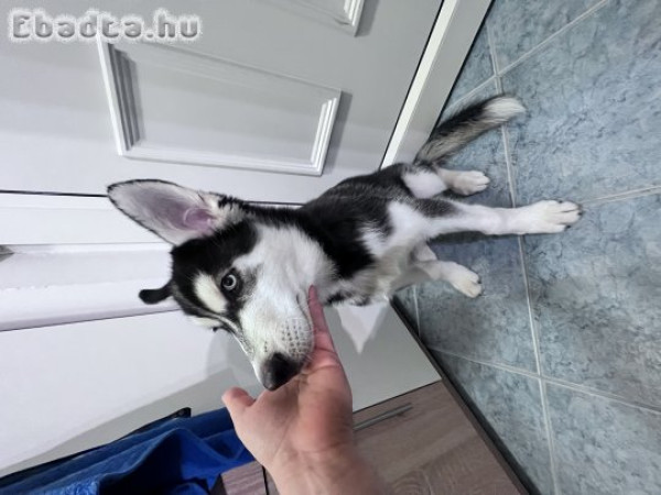 Gyönyörű husky kutya