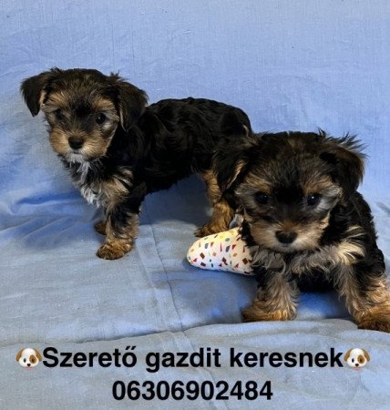 Yorkshire terrier, yorki