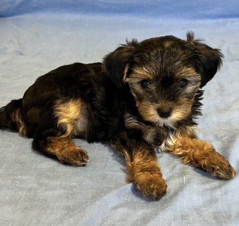 Yorkshire terrier, yorki