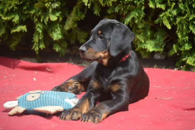 Beauceron