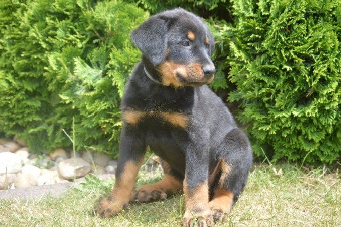 Beauceron