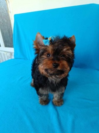 Yorkshire Terrier