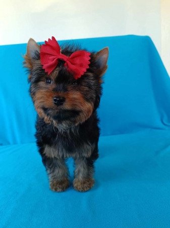 Yorkshire Terrier